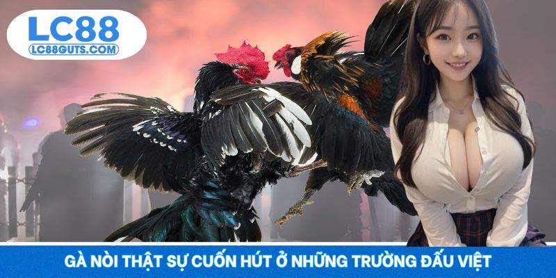 Gà nòi thật sự cuốn hút ở những trường đấu Việt