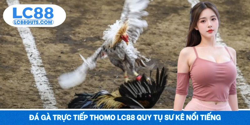 Đá gà trực tiếp Thomo LC88 quy tụ sư kê nổi tiếng