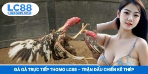Đá Gà Trực Tiếp Thomo LC88 – Trận Đấu Chiến Kê Thép