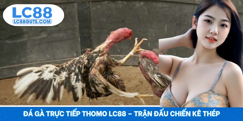 Đá Gà Trực Tiếp Thomo LC88 – Trận Đấu Chiến Kê Thép