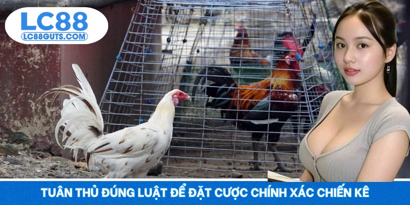 Tuân thủ đúng luật để đặt cược chính xác chiến kê