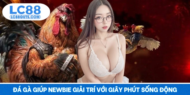 Trang Chủ 14 Đá gà giúp newbie giải trí với giây phút sống động